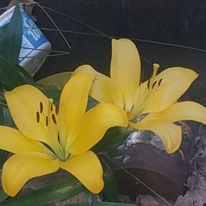 Meet your Posher, Tina